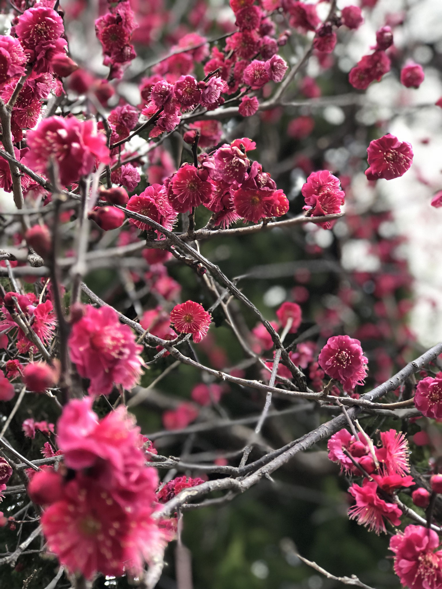 ★春はすぐそこ♬