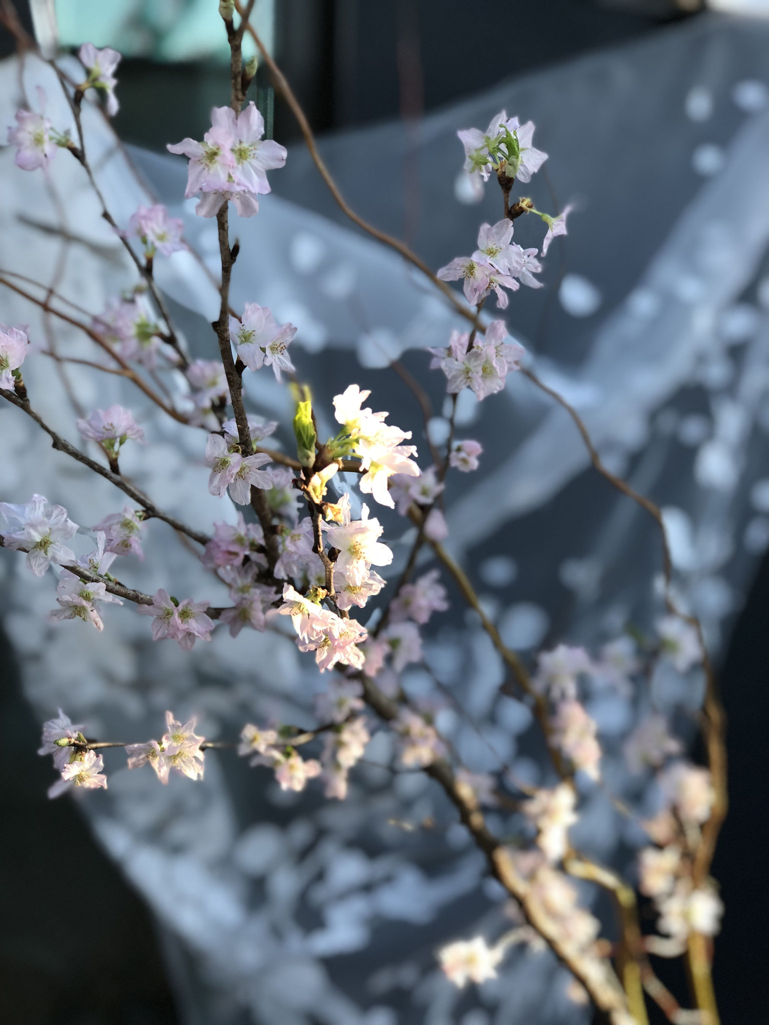 春よ来い♪早く来い～♪♪